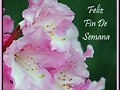 ***Con Cari&ntilde;o Feliz Fin De Semana ***