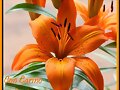 ***Feliz Semana mis Corazones Amig@s***