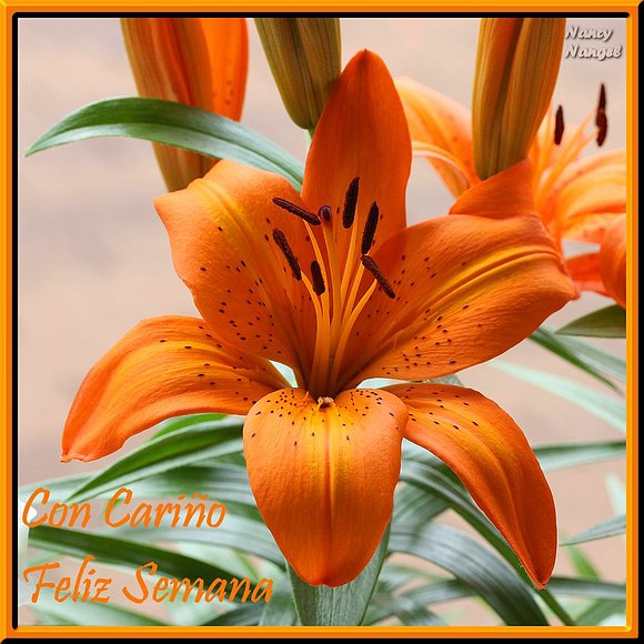 ***Feliz Semana mis Corazones Amig@s***