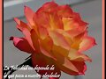 ***Feliz Semana mis corazones amig@s***