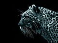 un felino grande de luz