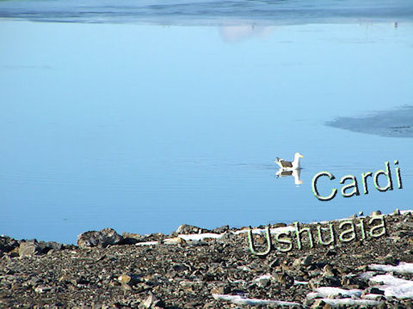 Gaviota duplicada en la Bahía Encerrada, Ushuaia