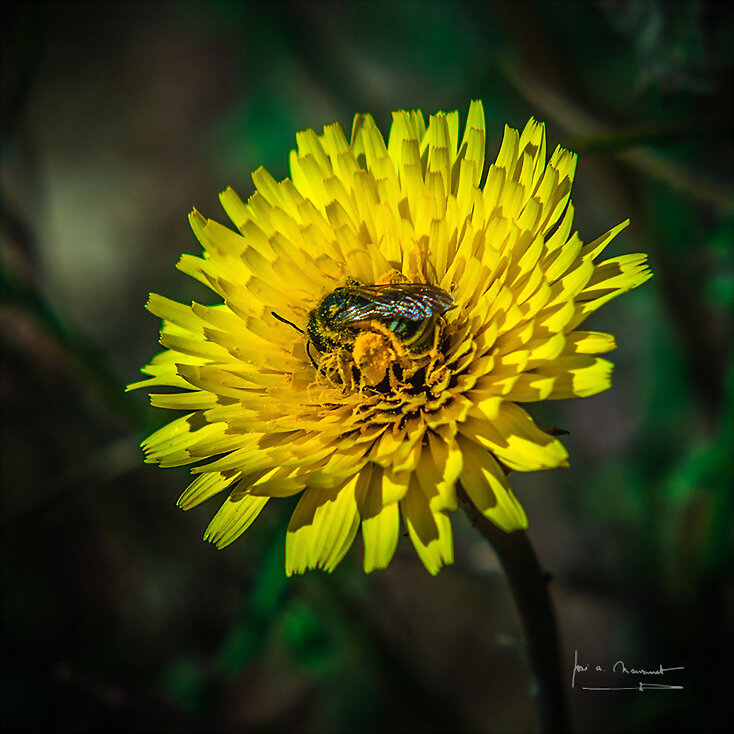 FLOR