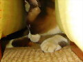GATOS POLIC&Iacute;AS