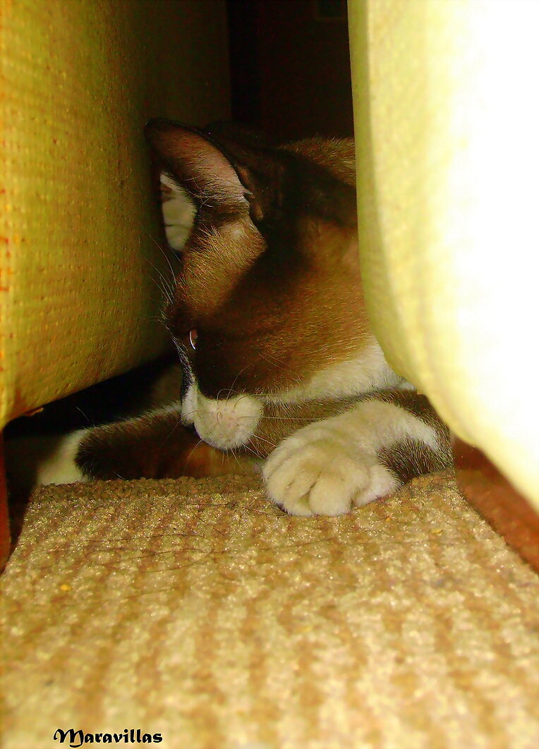 GATOS POLICÍAS