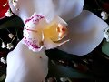 UNA SOLA FLOR