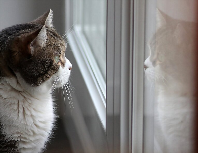 DÍA INTERNACIONAL DEL GATO