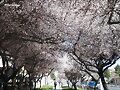PRIMER BESO DE LA PRIMAVERA