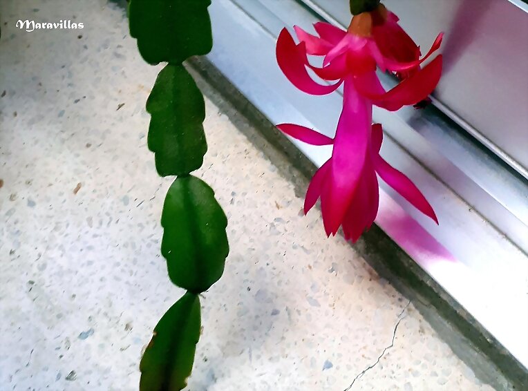 FLORES DE INVIERNO