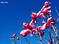 D&Iacute;A MUNDIAL DE LA POES&Iacute;A