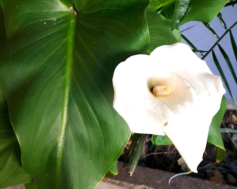 FLOR BLANCA