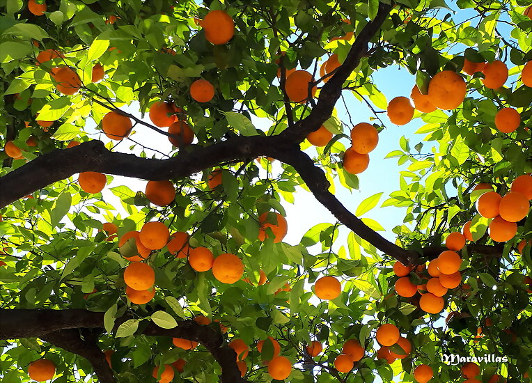 LA LUNA LLENA Y LAS NARANJAS