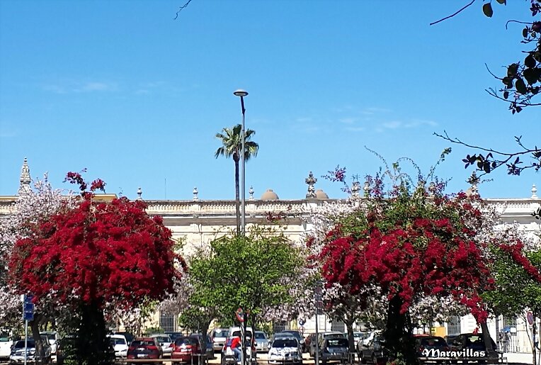 ÁRBOLES EN PRIMAVERA