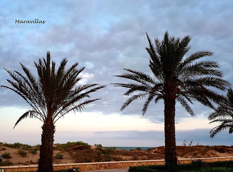 PALABRAS DE MAR Y PALMERAS