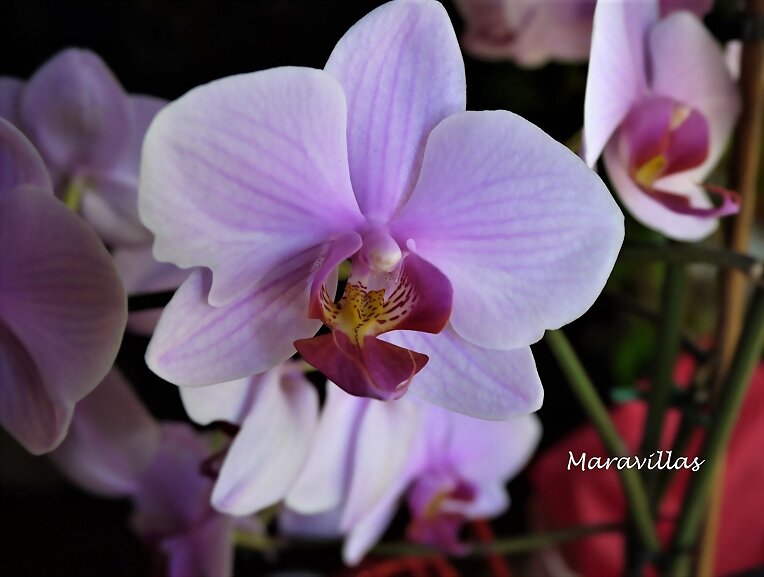 UN BESO Y UNA FLOR