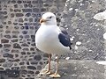UNA GAVIOTA INFLUENCER