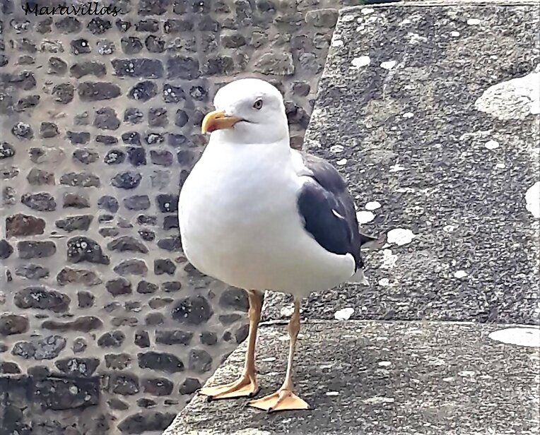 UNA GAVIOTA INFLUENCER