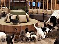SALIR A ACARICIAR GATOS
