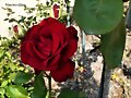 UNA ROSA PARA TI