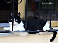 ANIMALES PARANORMALES