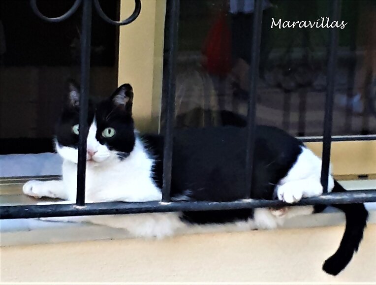 ANIMALES PARANORMALES