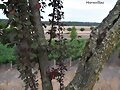 UN TRONCO GASTADO