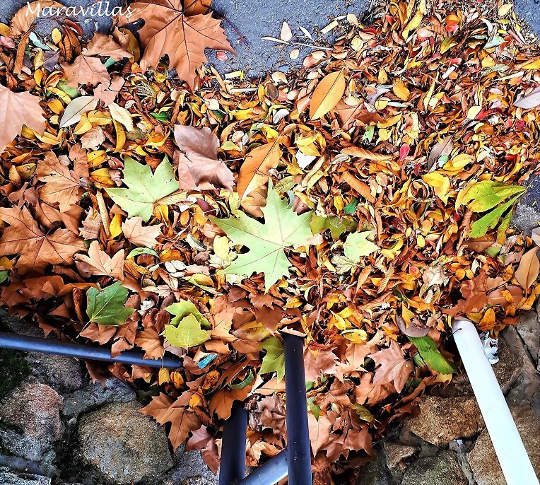 CORAZÓN DE OTOÑO