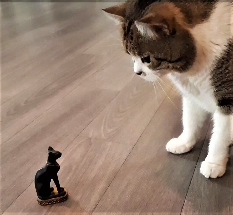 LA CURIOSIDAD MATÓ AL GATO