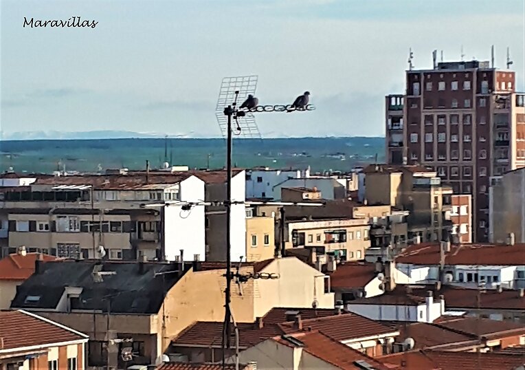 LOS ANIMALES AVANZAN POR LA CIUDAD