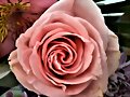ROSAS Y ROSAS