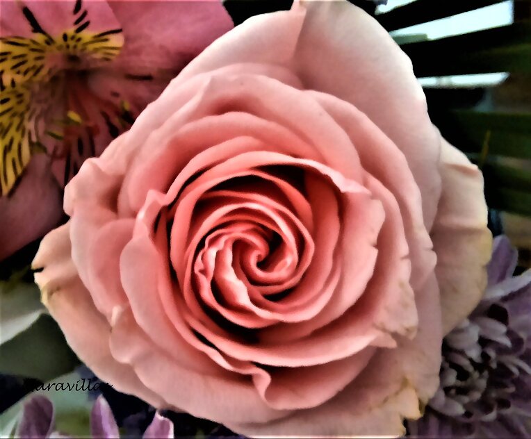 ROSAS Y ROSAS