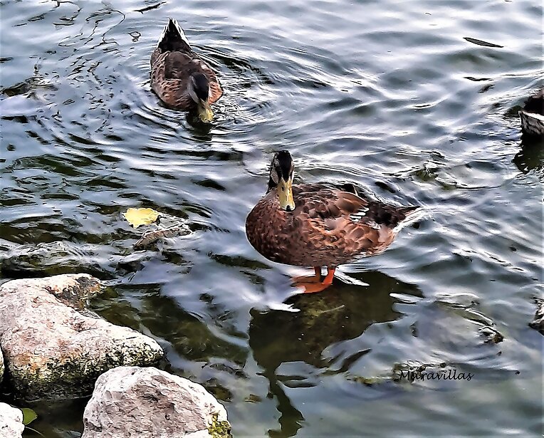 AL AGUA PATOS