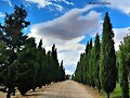 CAMINO DE CIPRESES