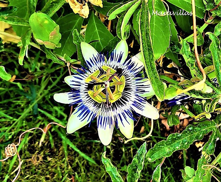 FLOR DE LA PASIÓN