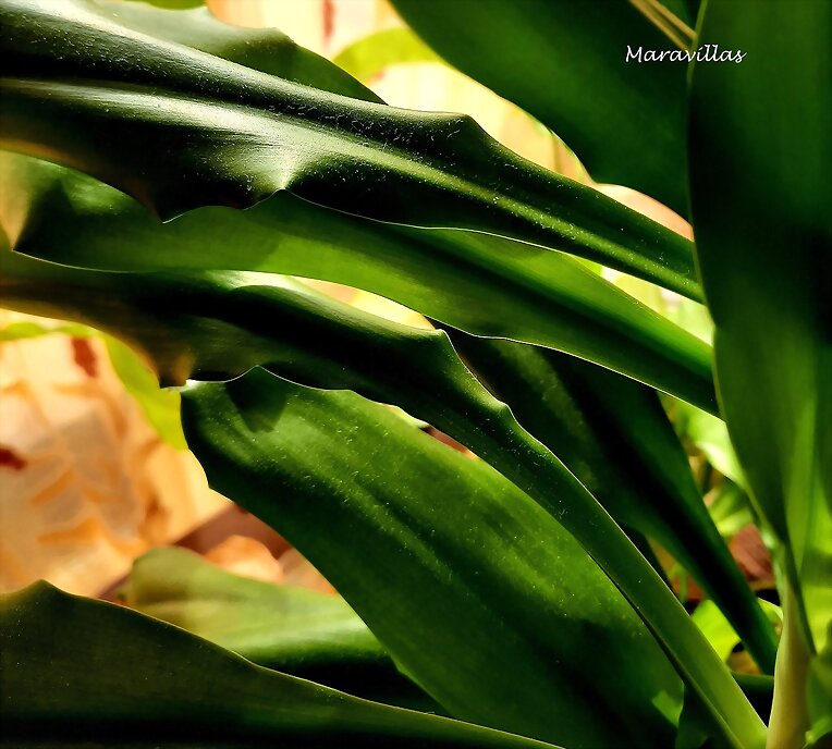 AUREA MEDIOCRITAS
