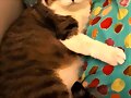 GATOS MADRILE&Ntilde;OS