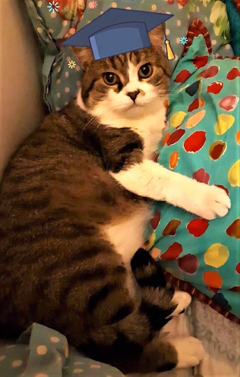 GATOS MADRILEÑOS