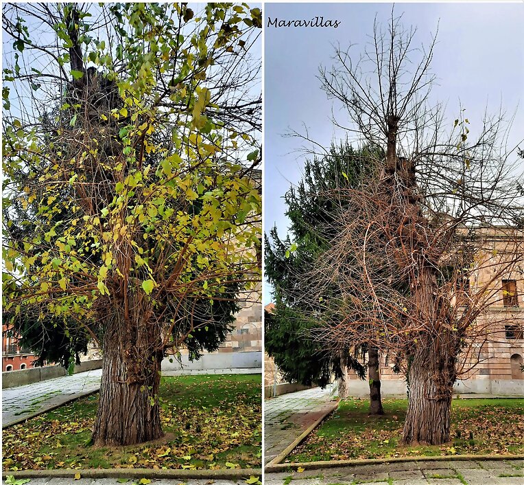 DEL OTOÑO AL INVIERNO
