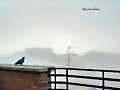 CONTEMPLANDO LA NIEBLA