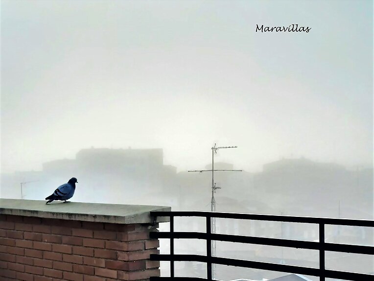 CONTEMPLANDO LA NIEBLA