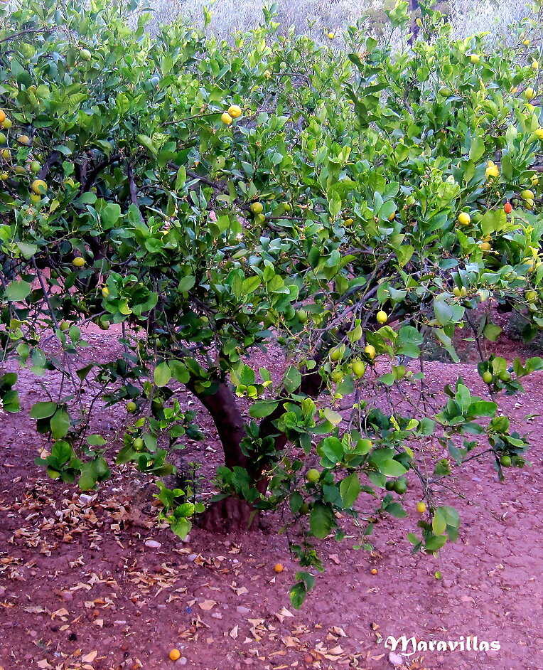 HIPOCRESÍA ECOLOGISTA