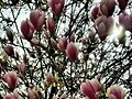 ELEGANTE MAGNOLIO