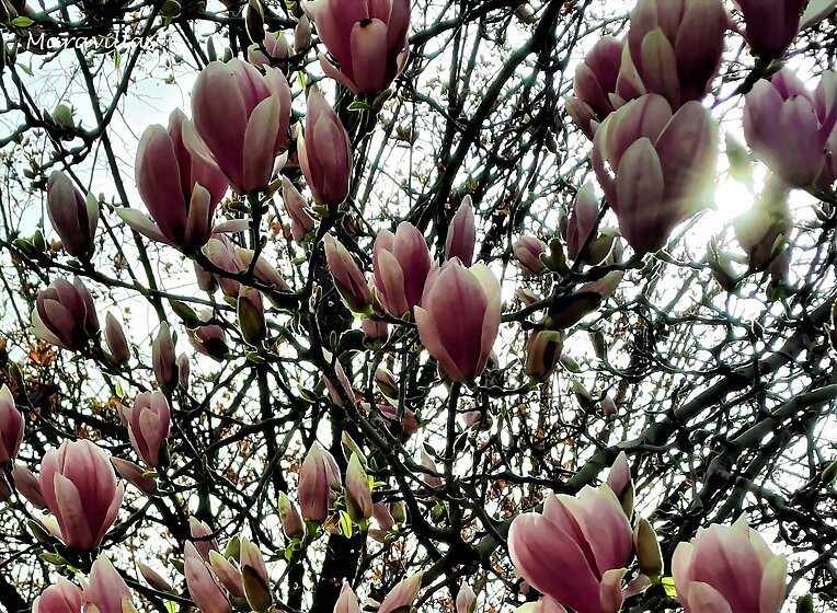 ELEGANTE MAGNOLIO