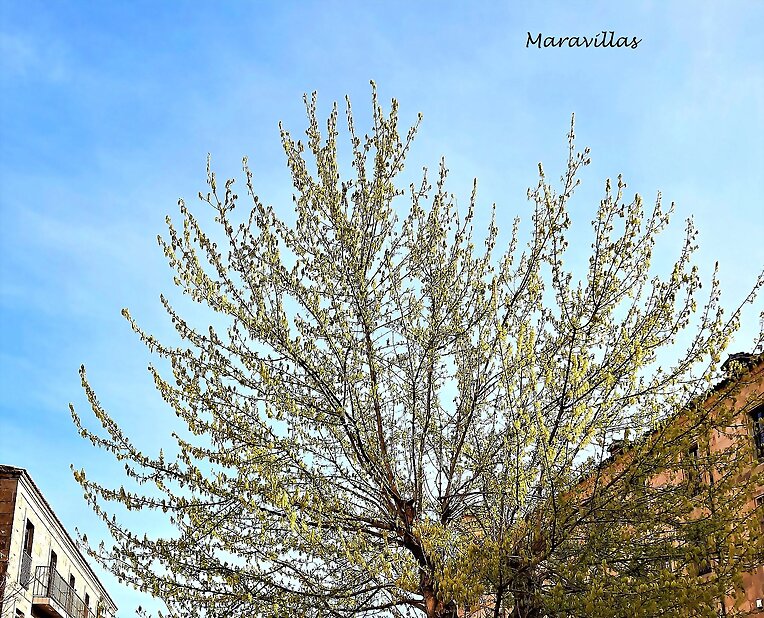 EL ÁRBOL DE LA VIDA