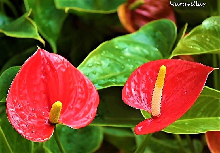 LAS PLANTAS Y LA SALUD