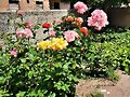 ROSAS SILVESTRES