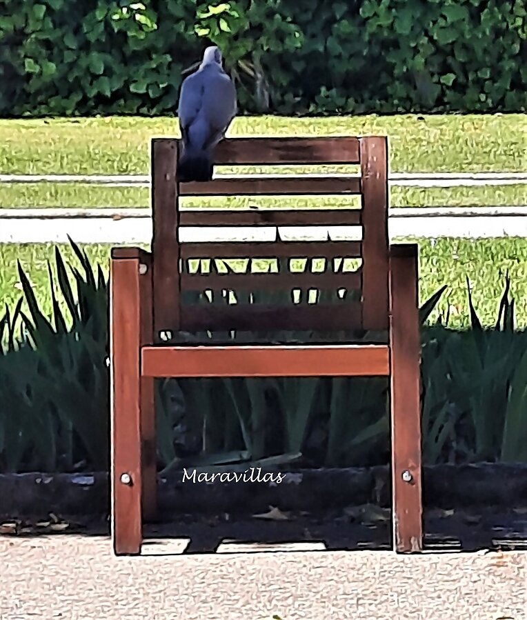 DAR DE COMER A LAS PALOMAS
