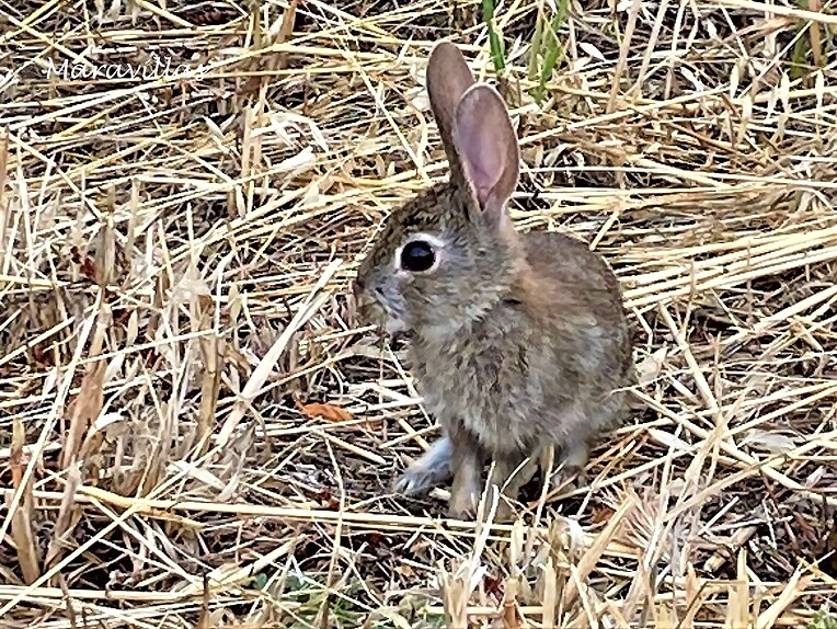 UN CONEJO EN LA CHISTERA