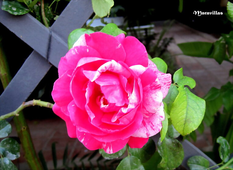 MI ROSA