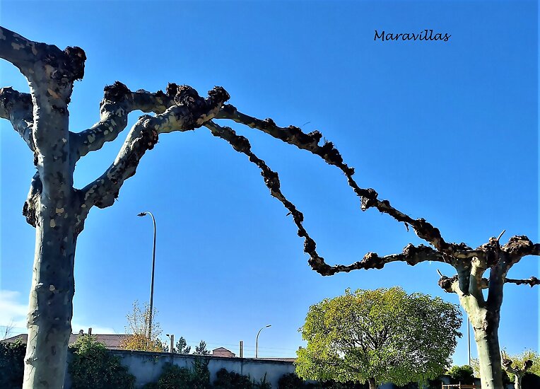 VIENTO DEL ESTE